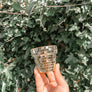 Mini Disco Planter | 2.3 Inch Disco Pot Gift Plant Lovers