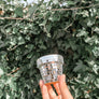 Mini Disco Planter | 2.3 Inch Disco Pot Gift Plant Lovers