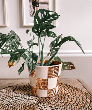 Checkered Disco Planter | 5 Inch Trendy Planters | Retro