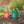 Beetle & Bee Kids Watering Can, Assorted Colors