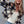 BELLA SNAP BUTTON PLAID CROP JACKET